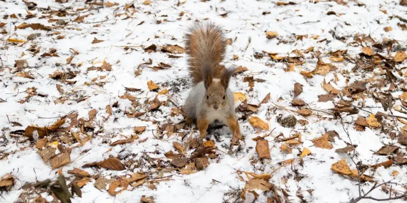 ​Кормушки-дворцы для белок за миллион рублей установили в Сургуте