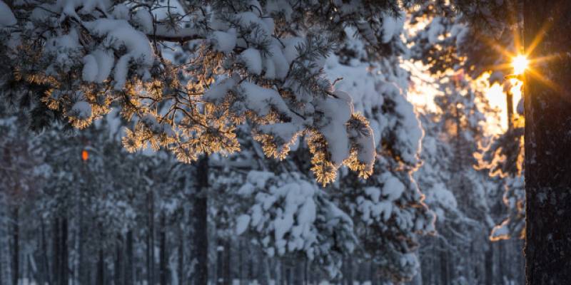 Тело подростка, который пропал по пути в школу, нашли в лесу в столице ХМАО