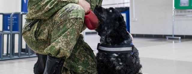 В Сургуте собака Альма находит килограммы наркотиков