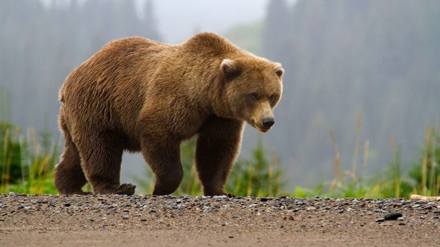 В ХМАО медведь едва не растерзал грибника
