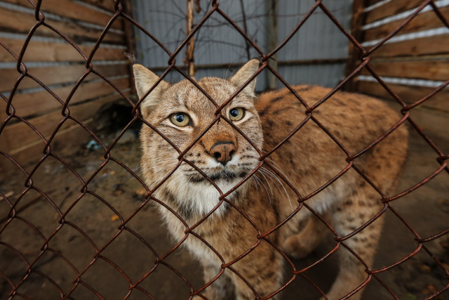 Рысь разгуливает рядом с детским садом в ХМАО. ВИДЕО