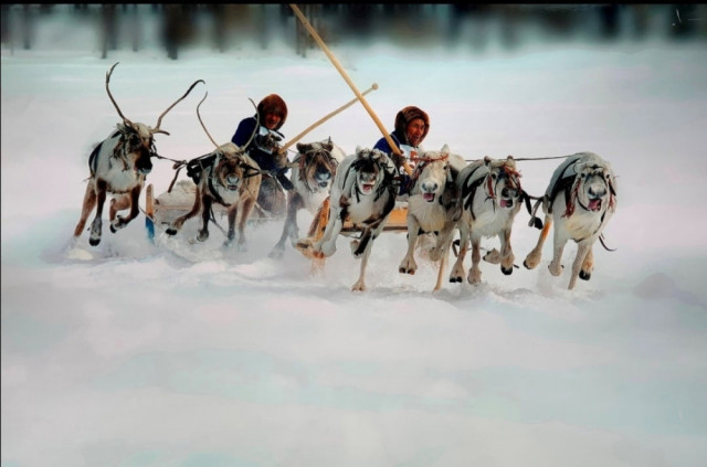 Оленеводы Сургутского района посоревнуются за Кубок Губернатора Югры Оленеводы Сургутского района посоревнуются за Кубок Губернатора Югры