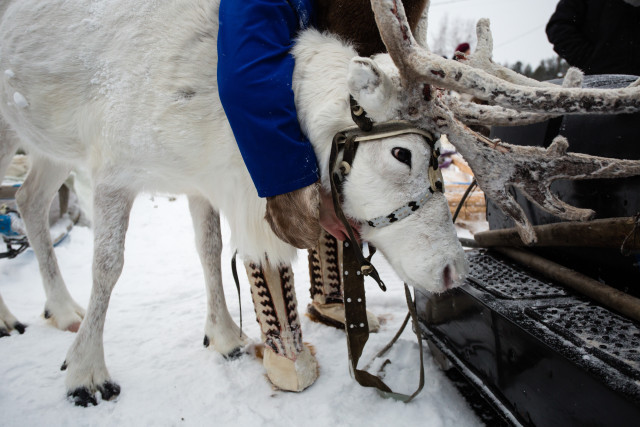 Коренным жителям севера рассказали о правилах содержания оленей