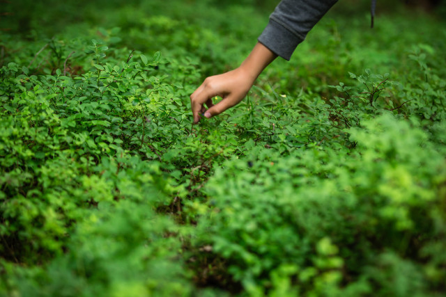 В России ожидается раннее нашествие клещей