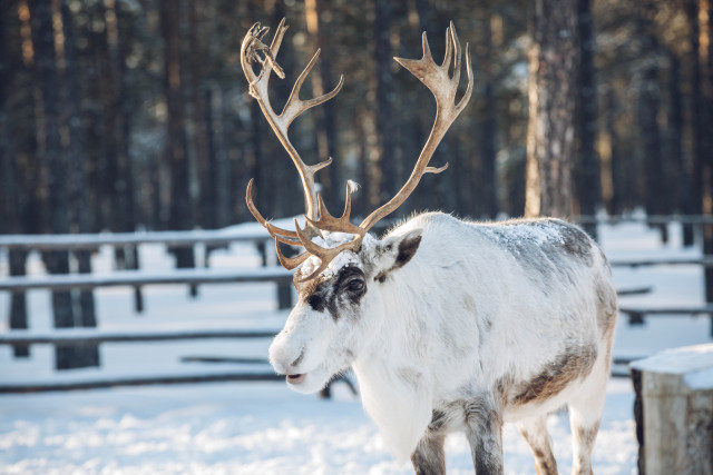 В ХМАО провели перепись оленей, оказалось, что поголовье сократилось на 10%