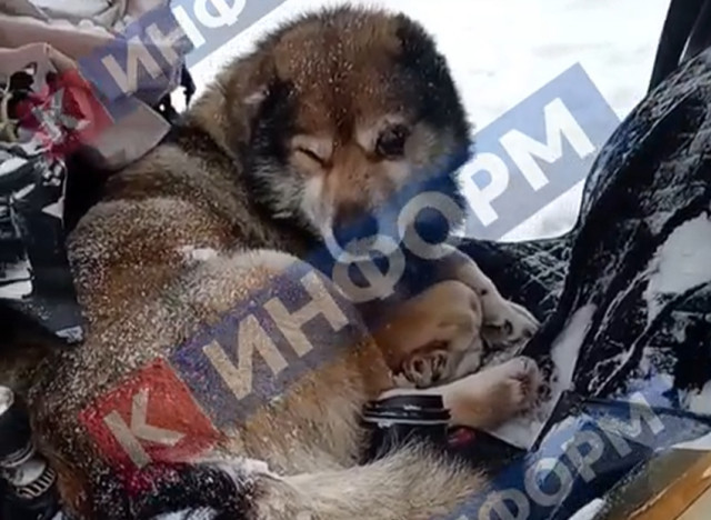 Бездомный пес из ХМАО сыграл &laquo;Хатико&raquo; и обрел шанс на новую жизнь