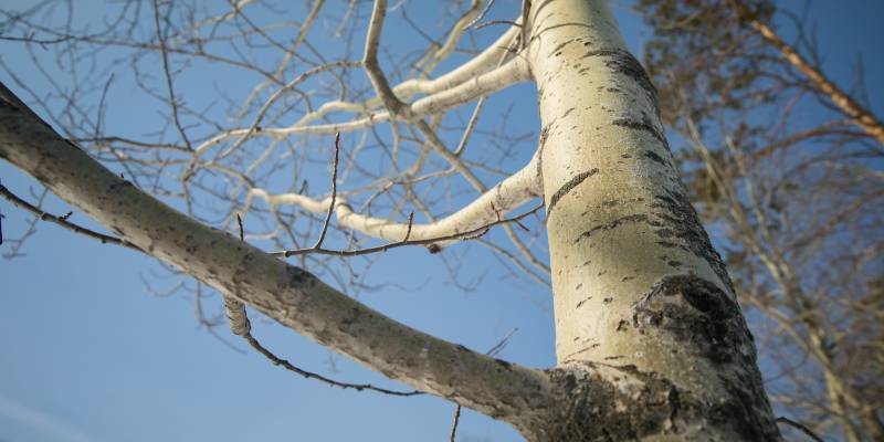 Стала известна причина массовой вырубки и обрезки деревьев в Сургуте Стала известна причина массовой вырубки и обрезки деревьев в Сургуте