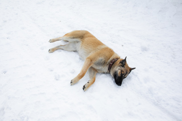Екатерина Мизулина отреагировала на зверский инцидент с собакой в Нижневартовске