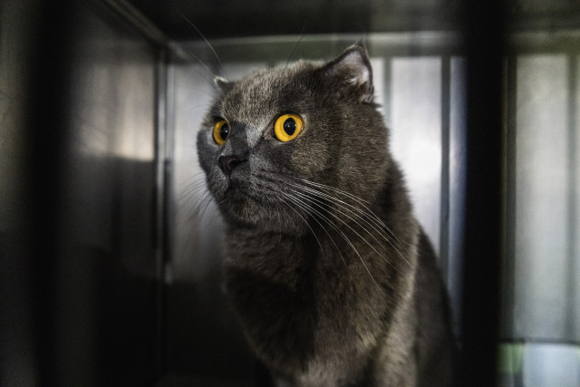 Сибиряк предложил оформить подписку на своего кота