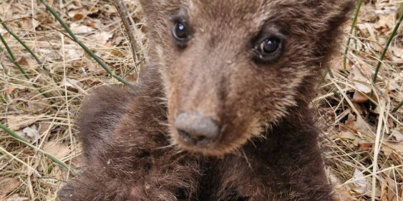 Косолапый подкидыш: в ХМАО нашли маленького медвежонка без мамы рядом с социальным центром