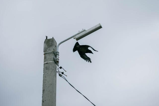 В Нижневартовске началось нашествие ворон и свиристелей. Ученый назвал причину