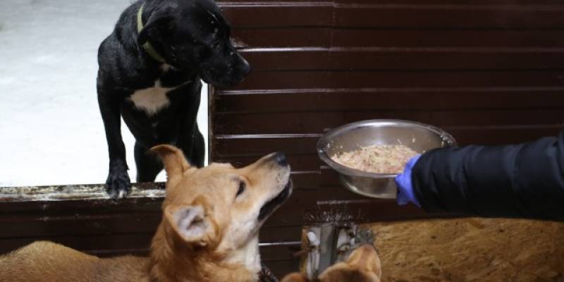 Специалисты бьются над разгадкой тайны массовой гибели собак в ХМАО