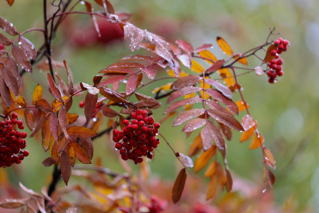 Главный психиатр ХМАО дала советы, как сберечь ментальное здоровье осенью
