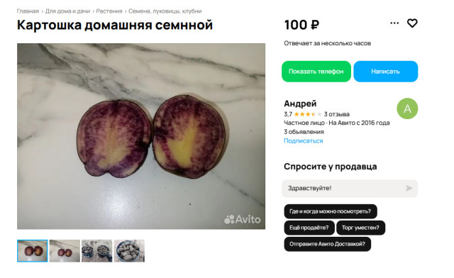 Необычный фиолетовый картофель вырастил у себя житель Нижневартовска