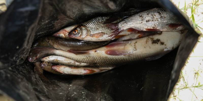 Заболеваемость описторхозом в ХМАО в 20 раз выше, чем в других регионах