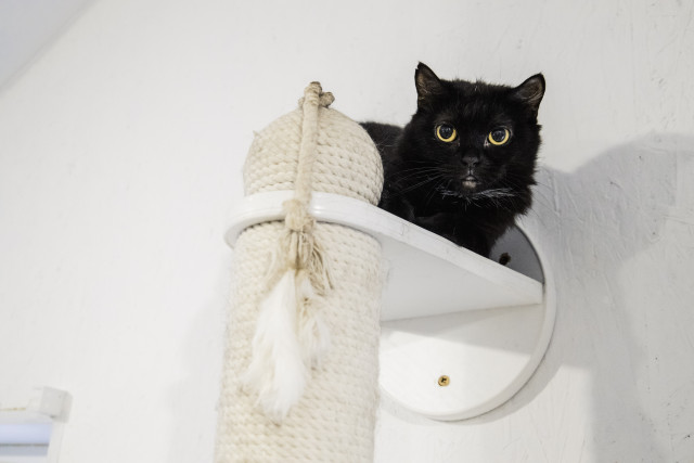 Зарплата за игру с котами: необычную няню ищут в Сургуте