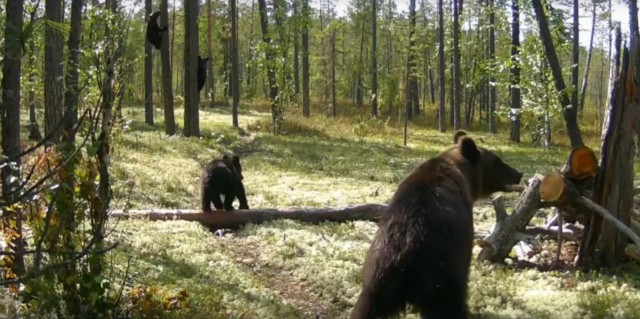 В ХМАО сняли как медведи угощаются солью в лесу. Видео