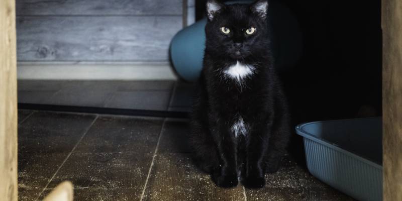 Самовыгул довел кота из ХМАО до некроза