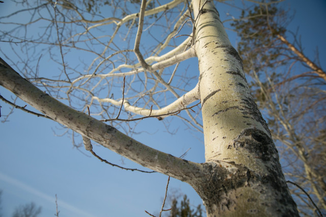 Стала известна причина массовой вырубки и обрезки деревьев в Сургуте Стала известна причина массовой вырубки и обрезки деревьев в Сургуте