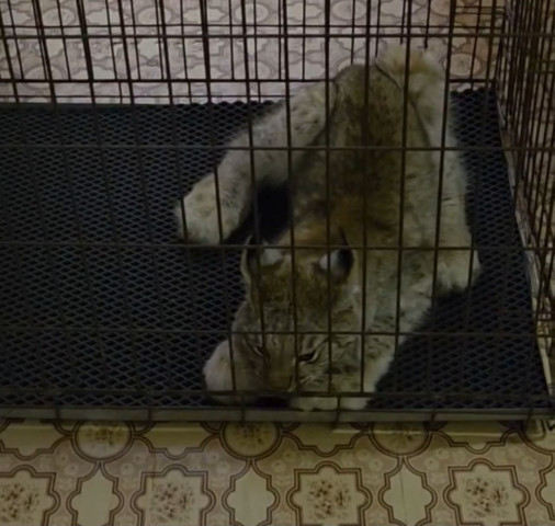 В ХМАО отловили рысь, которая несколько дней гуляла по городу