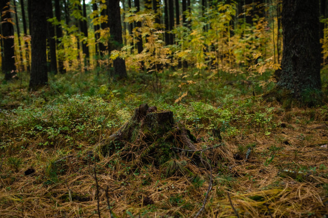 Число укушенных клещами жителей ХМАО выросло до 31