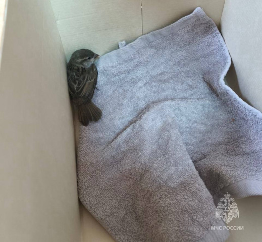 Спасатели из ХМАО помогли воробью, залетевшему в пожарную часть Спасатели из ХМАО помогли воробью, залетевшему в пожарную часть