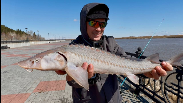 Краснокнижного осетра поймал рыбак на набережной в столице ХМАО