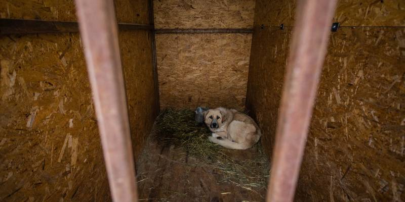 В ХМАО разрабатывают систему гуманного усыпления тяжелобольных и агрессивных собак