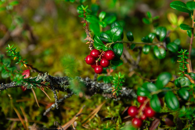 Тарелка здоровья по-югорски: Роспотребнадзор рассказал, чем северянам заменить экзотику