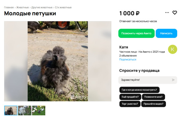 Необычных петушков американских кровей продают в Сургуте Необычных петушков американских кровей продают в Сургуте
