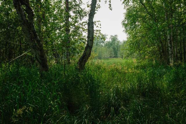 Жители ХМАО вдвое чаще заражались энцефалитом в 2025 году
