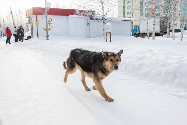 Бездомных собак снова смогут возвращать на улицы в ХМАО