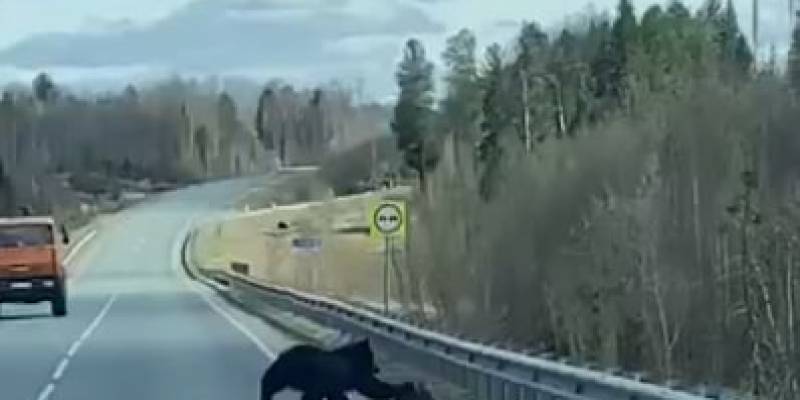 Водители в шоке: в ХМАО медведь утащил лосенка в лес на оживленной трассе