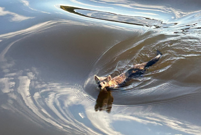 Хозяин тайги сдает ГТО: в Югре на видео попал соболь, преодолевающий речное течение