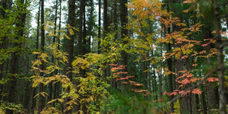 Пропавшего в Сургутском районе пенсионера обнаружили мертвым Пропавшего в Сургутском районе пенсионера обнаружили мертвым