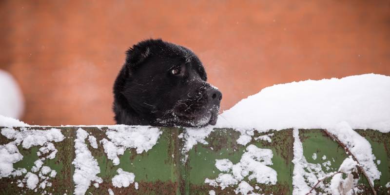 В ХМАО не хватает мест в приютах бездомных животных