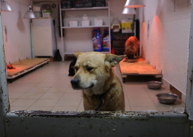 Зоозащитники в ХМАО бьют тревогу из-за приюта, в котором голодают кошки и собаки