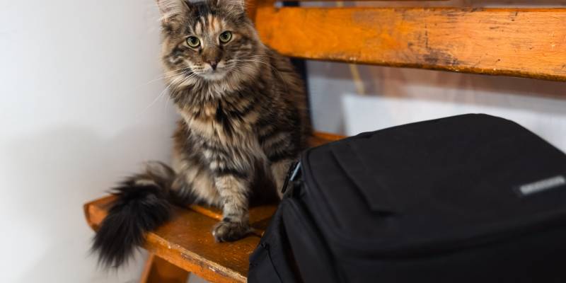 Мэрия Сургута добилась выселения 60 кошек из квартиры через суд