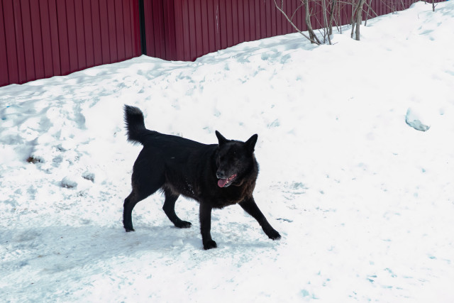 Жительница Нижневартовска отбила ребенка от двух агрессивных собак