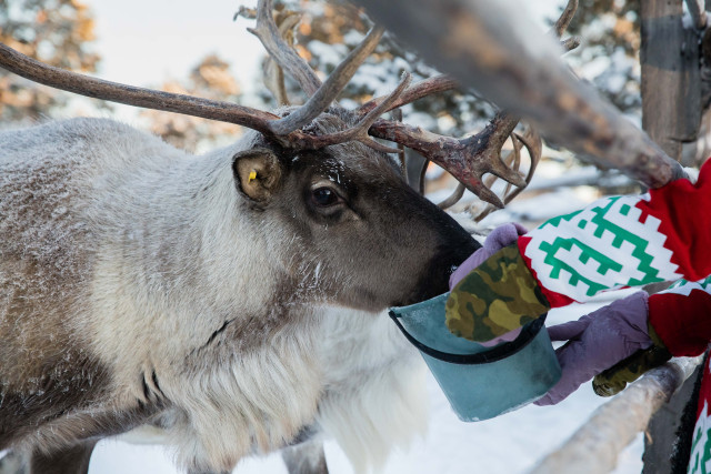 Следить за оленями из космоса будут в ЯНАО