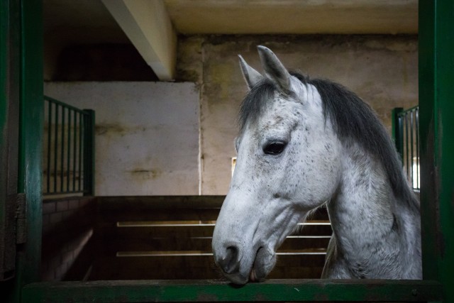 В Нижневартовске лошади умирают от голода из-за нерадивого владельца