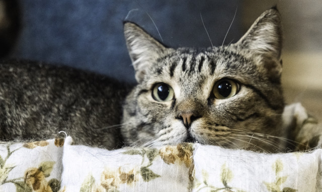 Тотальное чипирование: в Госдуме РФ планируют ужесточить требования к владельцам кошек и собак