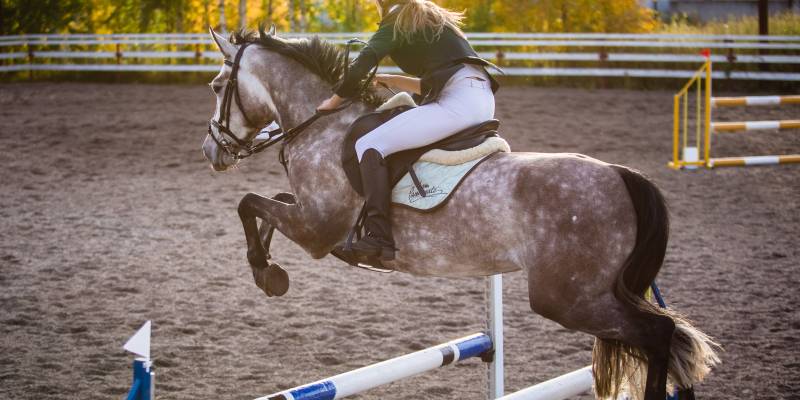 В ХМАО конно-спортивная школа собирается купить элитного жеребца за 12 млн