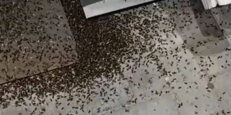 Неизвестные насекомые напугали жителей крупного города ХМАО