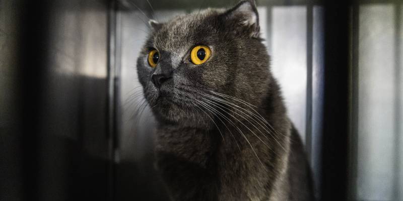 Сибиряк предложил оформить подписку на своего кота