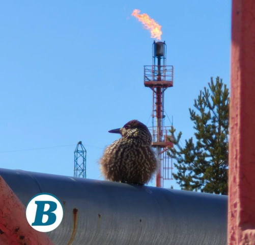 Редкие птицы стали прилетать к нефтяникам на месторождения в ХМАО Редкие птицы стали прилетать к нефтяникам на месторождения в ХМАО