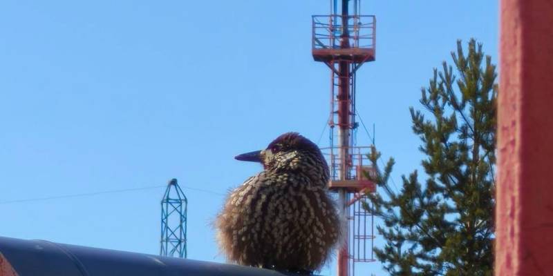 Редкие птицы стали прилетать к нефтяникам на месторождения в ХМАО