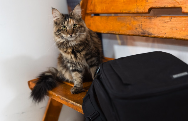 Мэрия Сургута добилась выселения 60 кошек из квартиры через суд