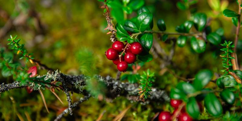 Тарелка здоровья по-югорски: Роспотребнадзор рассказал, чем северянам заменить экзотику