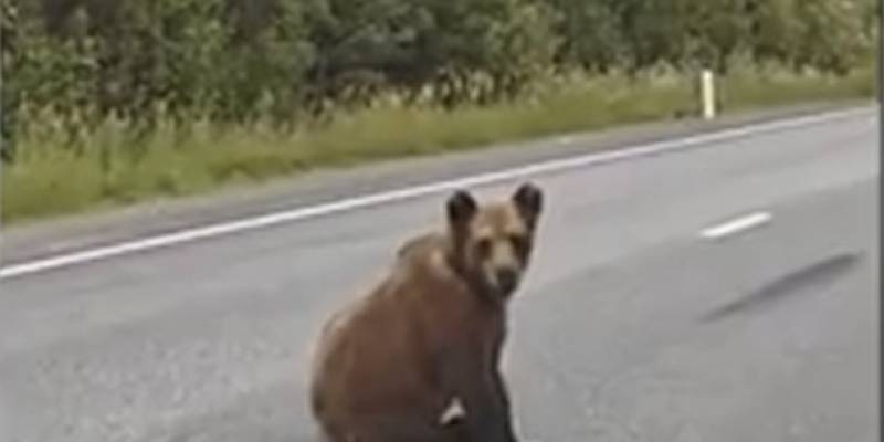 Медики засняли гуляющих по трассе в ХМАО медведей